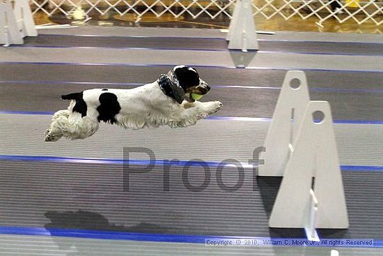 MCRD Unplugged Flyball Tournement<br />March 20th, 2010