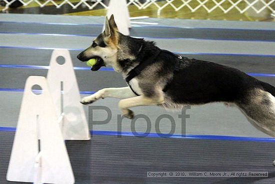 MCRD Unplugged Flyball Tournement<br />March 20th, 2010