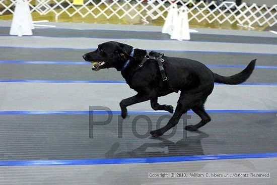 MCRD Unplugged Flyball Tournement<br />March 20th, 2010