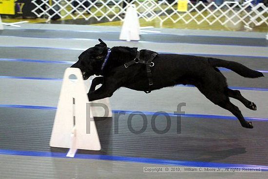 MCRD Unplugged Flyball Tournement<br />March 20th, 2010