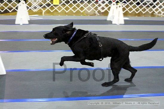 MCRD Unplugged Flyball Tournement<br />March 20th, 2010