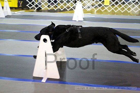 MCRD Unplugged Flyball Tournement<br />March 20th, 2010