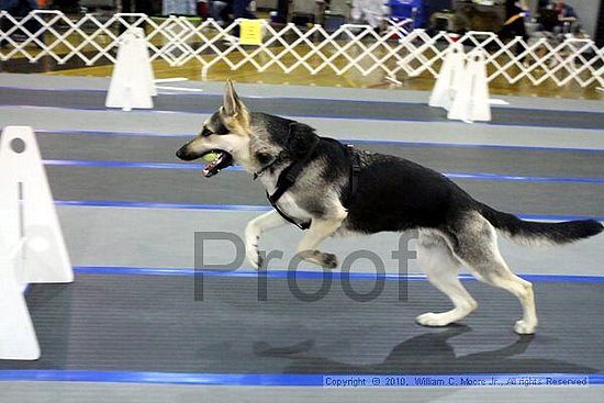 MCRD Unplugged Flyball Tournement<br />March 20th, 2010