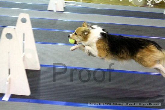 MCRD Unplugged Flyball Tournement<br />March 20th, 2010