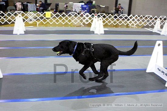 MCRD Unplugged Flyball Tournement<br />March 20th, 2010