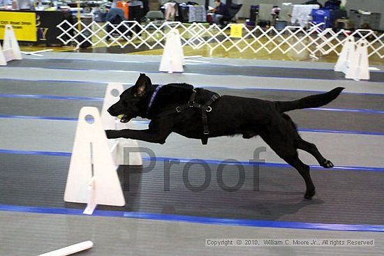 MCRD Unplugged Flyball Tournement<br />March 20th, 2010