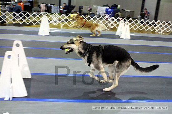 MCRD Unplugged Flyball Tournement<br />March 20th, 2010