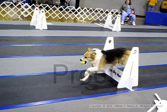 MCRD Unplugged Flyball Tournement<br />March 20th, 2010