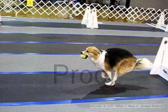 MCRD Unplugged Flyball Tournement<br />March 20th, 2010