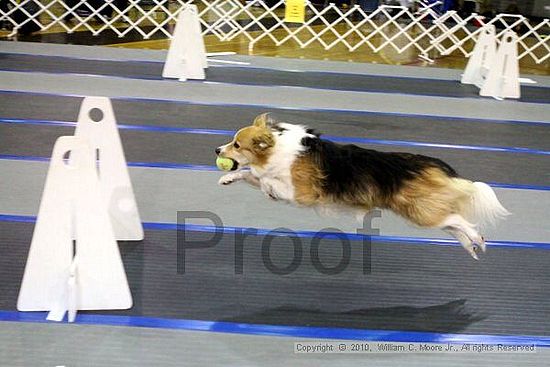 MCRD Unplugged Flyball Tournement<br />March 20th, 2010