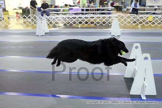 MCRD Unplugged Flyball Tournement<br />March 20th, 2010