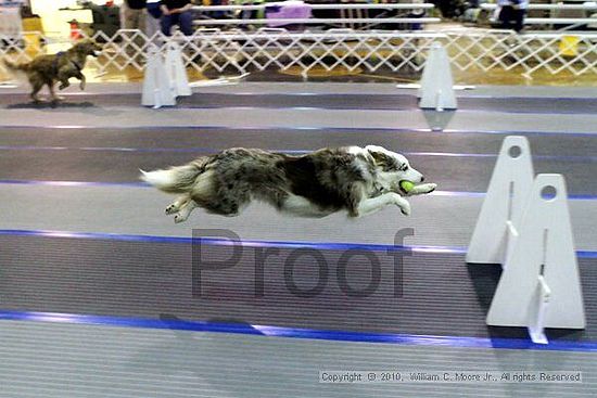 MCRD Unplugged Flyball Tournement<br />March 20th, 2010