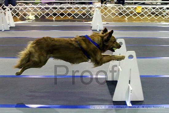 MCRD Unplugged Flyball Tournement<br />March 20th, 2010