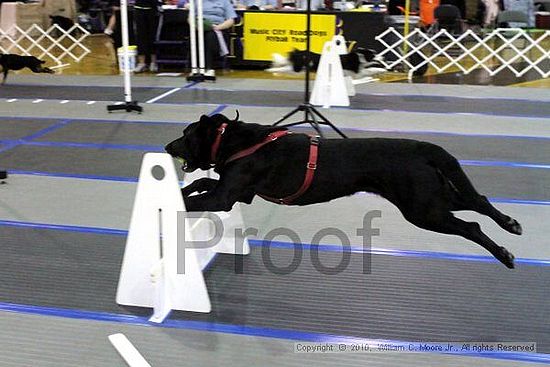 MCRD Unplugged Flyball Tournement<br />March 20th, 2010