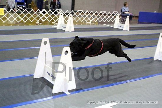 MCRD Unplugged Flyball Tournement<br />March 20th, 2010