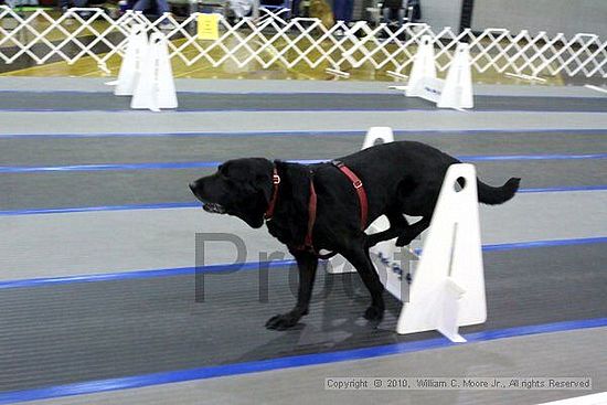 MCRD Unplugged Flyball Tournement<br />March 20th, 2010