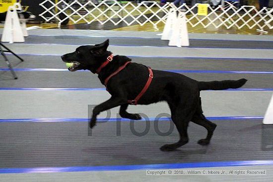 MCRD Unplugged Flyball Tournement<br />March 20th, 2010