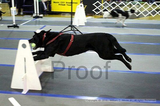 MCRD Unplugged Flyball Tournement<br />March 20th, 2010