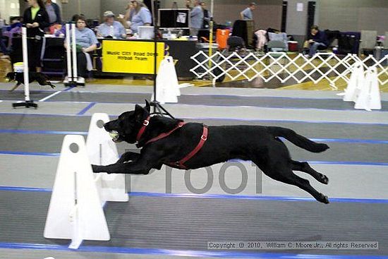 MCRD Unplugged Flyball Tournement<br />March 20th, 2010