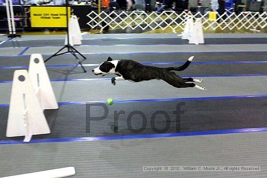 MCRD Unplugged Flyball Tournement<br />March 20th, 2010