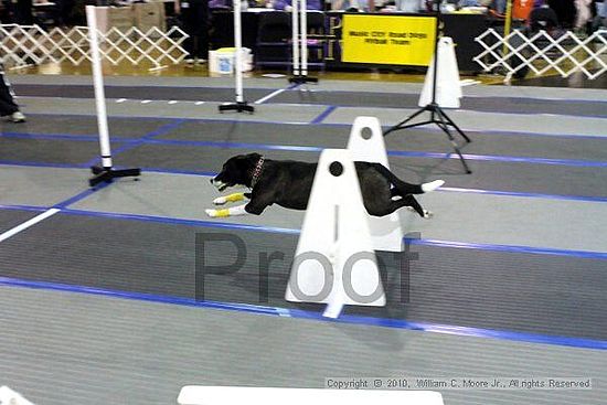 MCRD Unplugged Flyball Tournement<br />March 20th, 2010