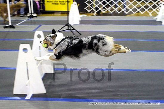 MCRD Unplugged Flyball Tournement<br />March 20th, 2010