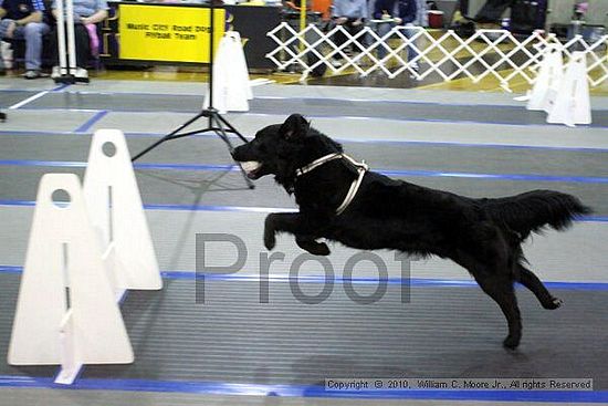 MCRD Unplugged Flyball Tournement<br />March 20th, 2010