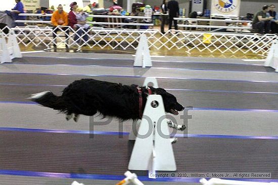 MCRD Unplugged Flyball Tournement<br />March 20th, 2010