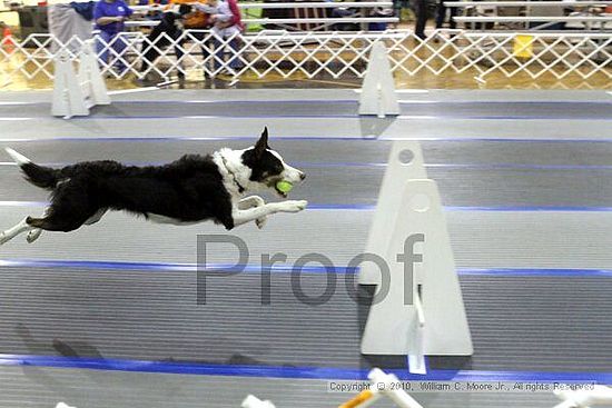 MCRD Unplugged Flyball Tournement<br />March 20th, 2010