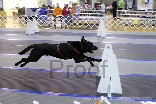 MCRD Unplugged Flyball Tournement<br />March 20th, 2010