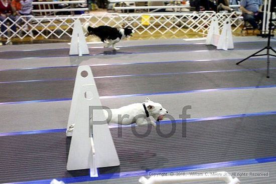 MCRD Unplugged Flyball Tournement<br />March 20th, 2010