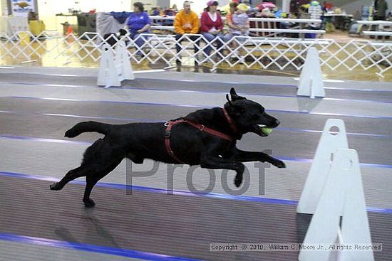 MCRD Unplugged Flyball Tournement<br />March 20th, 2010