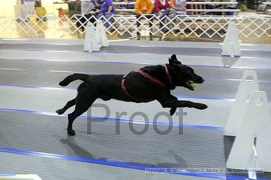 MCRD Unplugged Flyball Tournement<br />March 20th, 2010