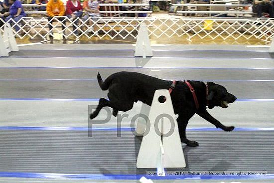 MCRD Unplugged Flyball Tournement<br />March 20th, 2010