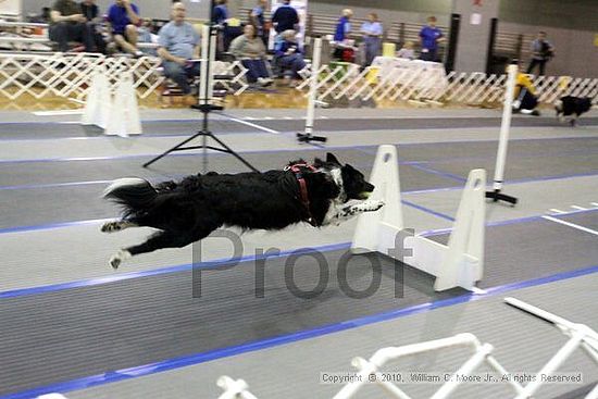 MCRD Unplugged Flyball Tournement<br />March 20th, 2010