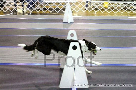 MCRD Unplugged Flyball Tournement<br />March 20th, 2010