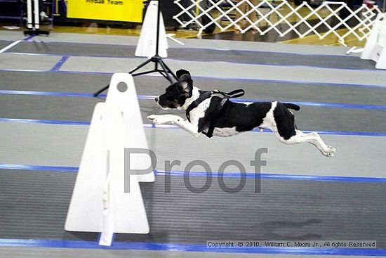 MCRD Unplugged Flyball Tournement<br />March 20th, 2010