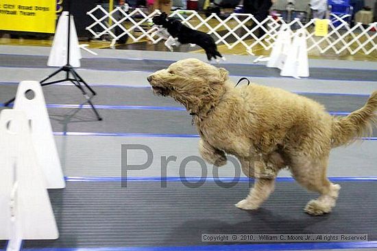 MCRD Unplugged Flyball Tournement<br />March 20th, 2010