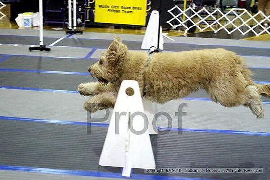 MCRD Unplugged Flyball Tournement<br />March 20th, 2010