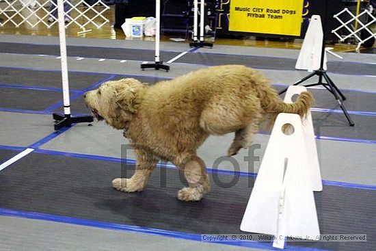 MCRD Unplugged Flyball Tournement<br />March 20th, 2010