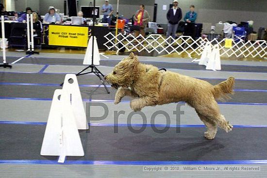 MCRD Unplugged Flyball Tournement<br />March 20th, 2010