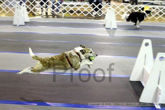 MCRD Unplugged Flyball Tournement<br />March 20th, 2010