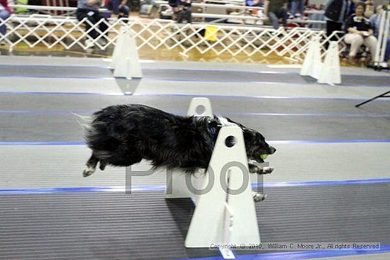 MCRD Unplugged Flyball Tournement<br />March 20th, 2010