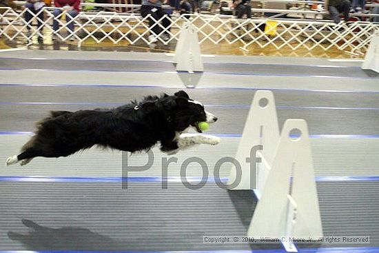 MCRD Unplugged Flyball Tournement<br />March 20th, 2010