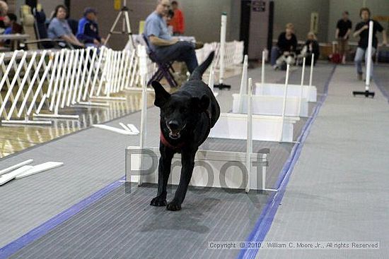 MCRD Unplugged Flyball Tournement<br />March 20th, 2010