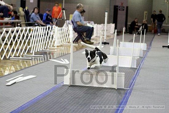 MCRD Unplugged Flyball Tournement<br />March 20th, 2010