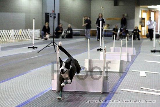 MCRD Unplugged Flyball Tournement<br />March 20th, 2010