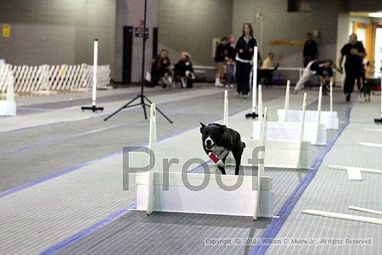 MCRD Unplugged Flyball Tournement<br />March 20th, 2010