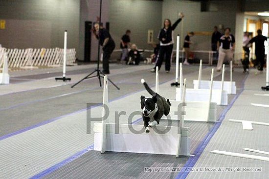 MCRD Unplugged Flyball Tournement<br />March 20th, 2010