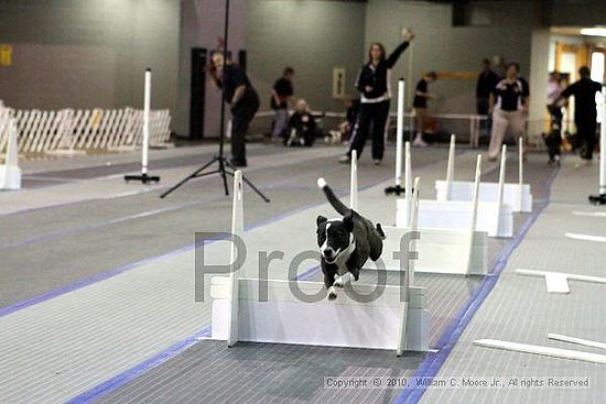 MCRD Unplugged Flyball Tournement<br />March 20th, 2010